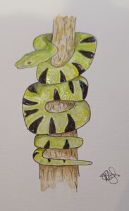 Watercolour snake by Emma Richards at Harmony Acupuncture